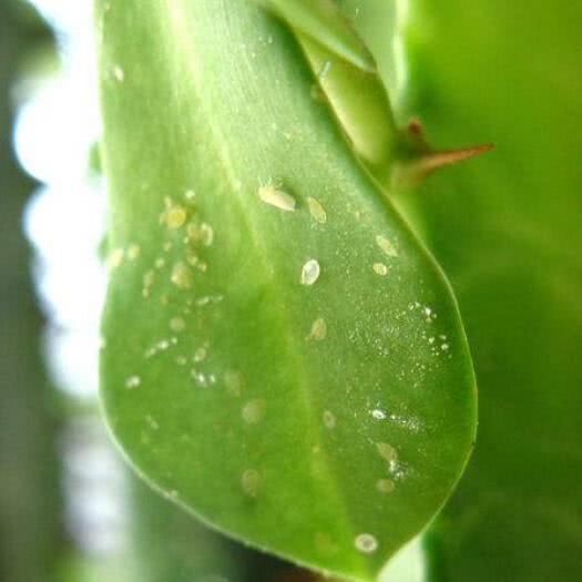 植物上有 小黑飞 怎么办 别慌教你几招,几个 烟头 轻松搞定