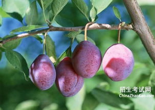 李子树嫁接时间和方法