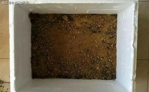 用它们调控土壤酸碱度,好像变魔法,不知不觉间就改变了土质