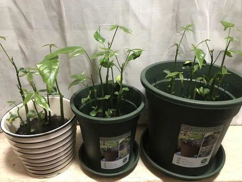 种花赚钱 要是有块地,真的发财了