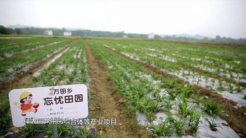 走遍衢州 良田美景待君来
