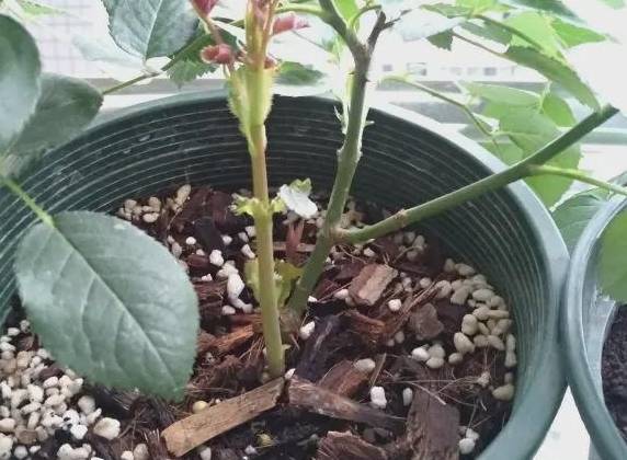 蓝妖 月季都是老枝条,该压枝促笋吗 先搞清楚这2点