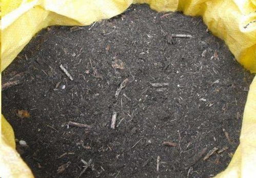 养花土杀虫灭菌,一个塑料袋就搞定了,花盆里一个虫子都没有