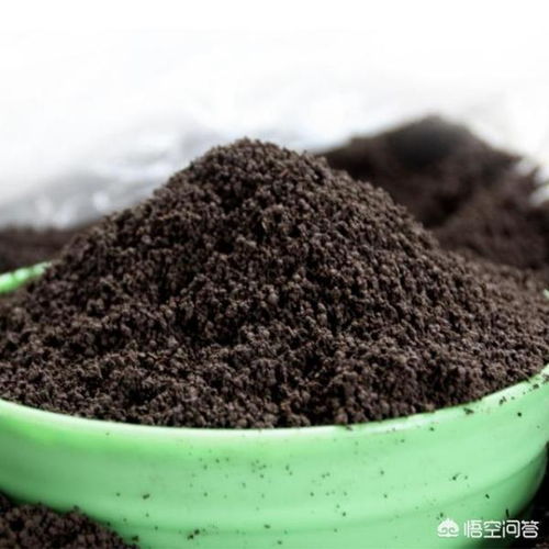 营养土为什么一直是湿的、营养土一直湿的有影