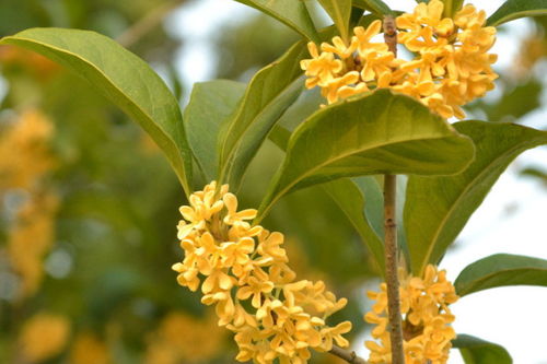 桂花种植适合什么盆 桂花用深盆还是浅盆