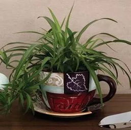家里有小飞虫怎么办 怎样根除花盆里的小飞虫