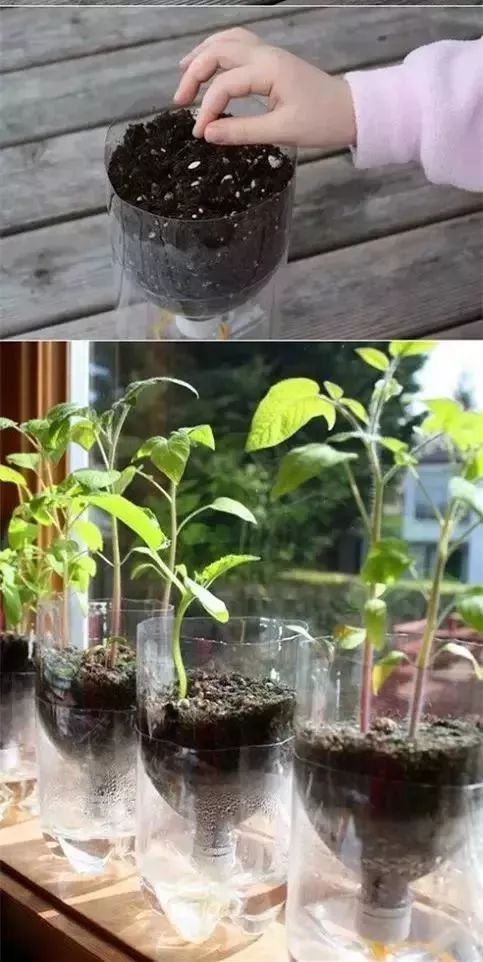 太方便 隔壁家的姐姐,竟然用一根毛线来种花 简单又好看