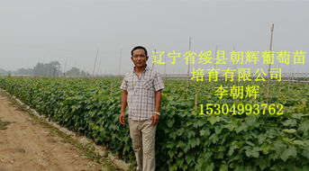 营口葡萄苗