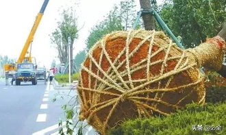 大树移植过程 图文全解