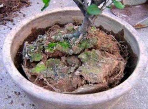 蜂窝煤渣能直接拌土养花吗;蜂窝煤渣能直接拌土