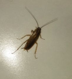 厨房里有爬的很快的小虫子,怎么除