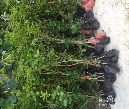 四季桂花的养殖繁殖技术