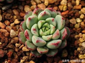 新手养多肉 记住这7条,阳台党也能养出美美的多肉植物 树状月季一树多花,嫁接方法其实很简单,老园丁给您分享经验