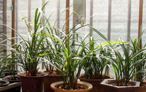 兰花怕浇 3种水 ,浇完黄叶又烂根,大部分花友都用错了