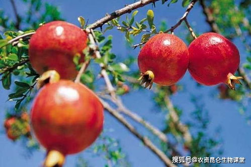 石榴一年用多少肥合适 石榴怎样让果实快速膨大 石榴膨果增甜着色用什么