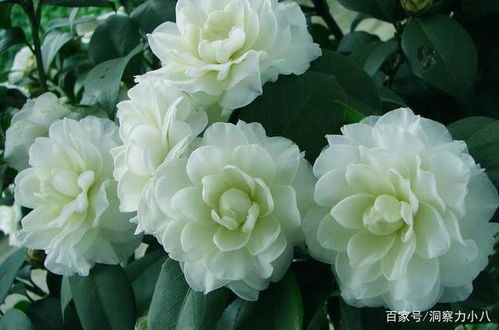 茶花土里加 一料 ,15天蹭蹭冒白根,独苗变老桩,花开拳头大