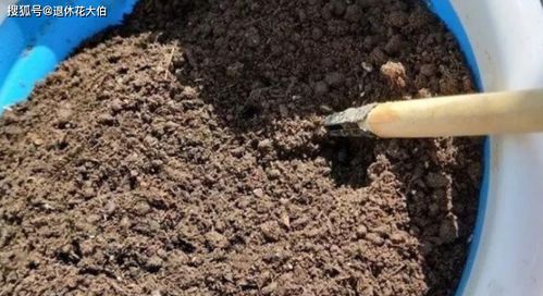 怕刚买的多肉盆栽后期长势变差 土壤结块,就先这么配土移栽