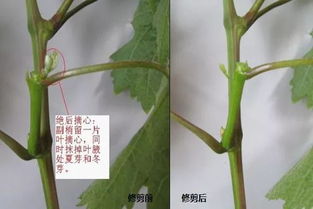 最全葡萄树生长期修剪 高清图解