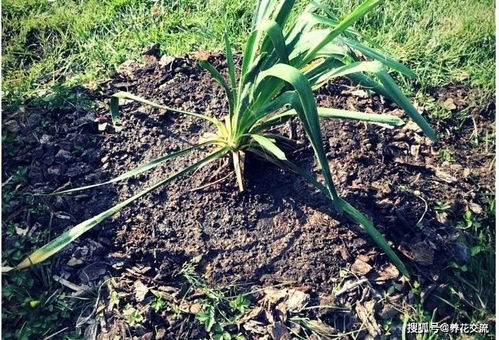 室内盆栽植物移栽和户外植物移栽对比,移栽后如何恢复健康