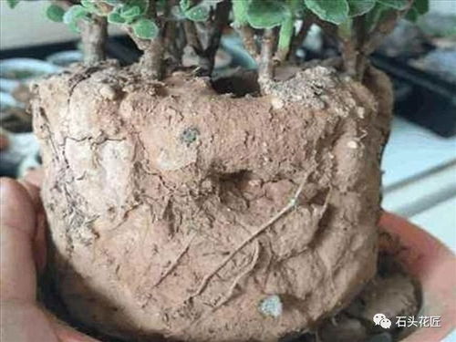花盆土 板结 成大块,老花匠用3种料,土壤疏松透气,肥得流油