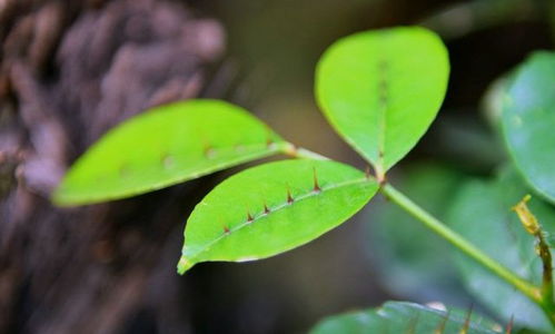 请保护 它 吧,也许您的家乡也有,野生真的不多了 大自然 山虎 植物 次生林 藤茎 网易订阅