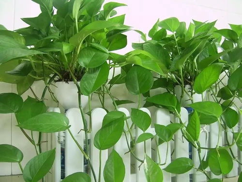 养绿萝记住这5点,再不担心黄叶和烂根了