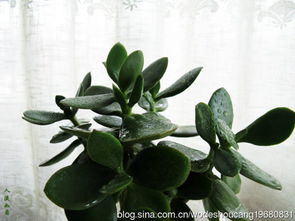 卧室适合养什么样的木本植物 开花的