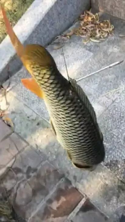 鱼镖射鱼,护城河一天可射几十条大鱼,却被市民吐槽 残忍