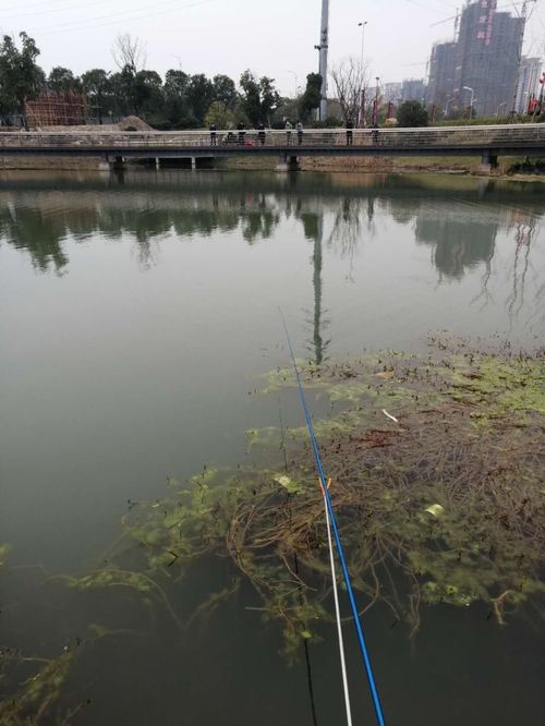 新手野钓如何选合适鱼竿