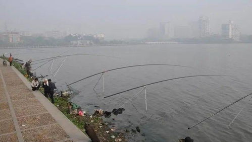 乌龟成灾 武汉南湖乌龟聚集成群结队,当地人 半天钓了十来只