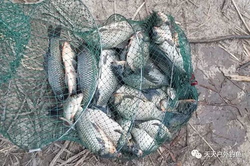 冬钓用红虫,调漂有哪些套路