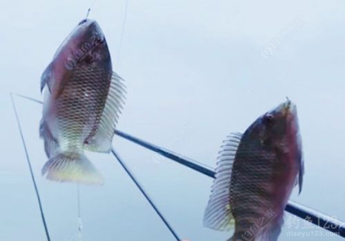 浅谈野钓罗非的几大要素