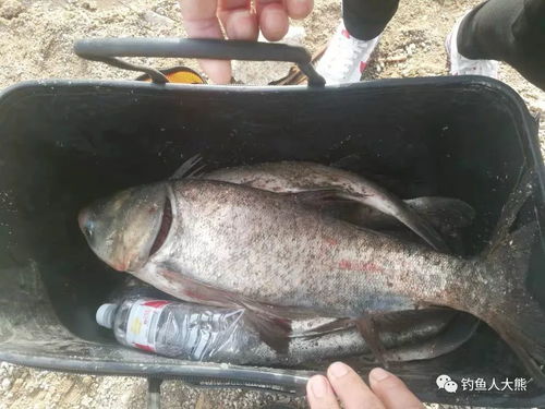 奉劝各位钓鱼人不要再去松山湖钓鲢鳙了,已有好几位钓友受到教训