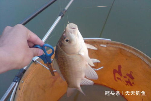 秋季钓鲫鱼,注意这些变化,不愁钓不大鲫鱼