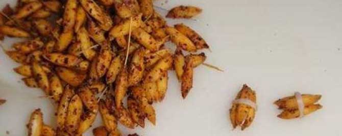 什么季节最适合谷麦钓法 谷麦钓法调漂最佳方法